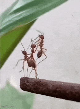 Acid GIFs, July 23 (25 gifs)