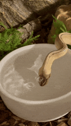Acid GIFs, July 24 (25 gifs)