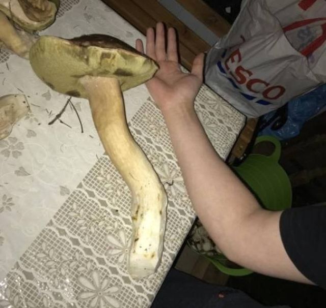 Giant Things (23 pics)