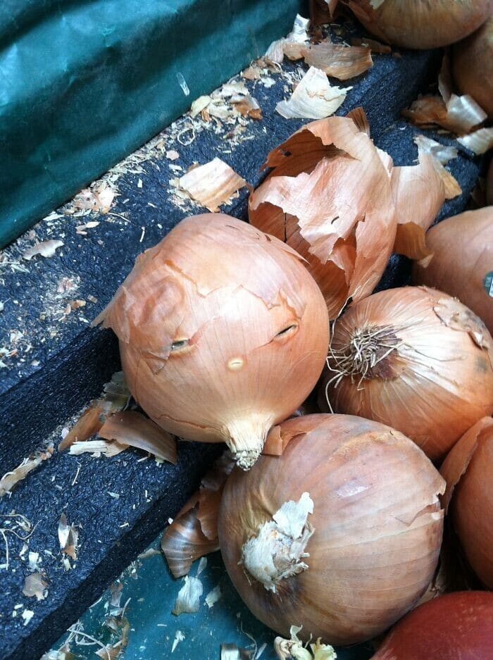 This Is Pareidolia (25 pics)