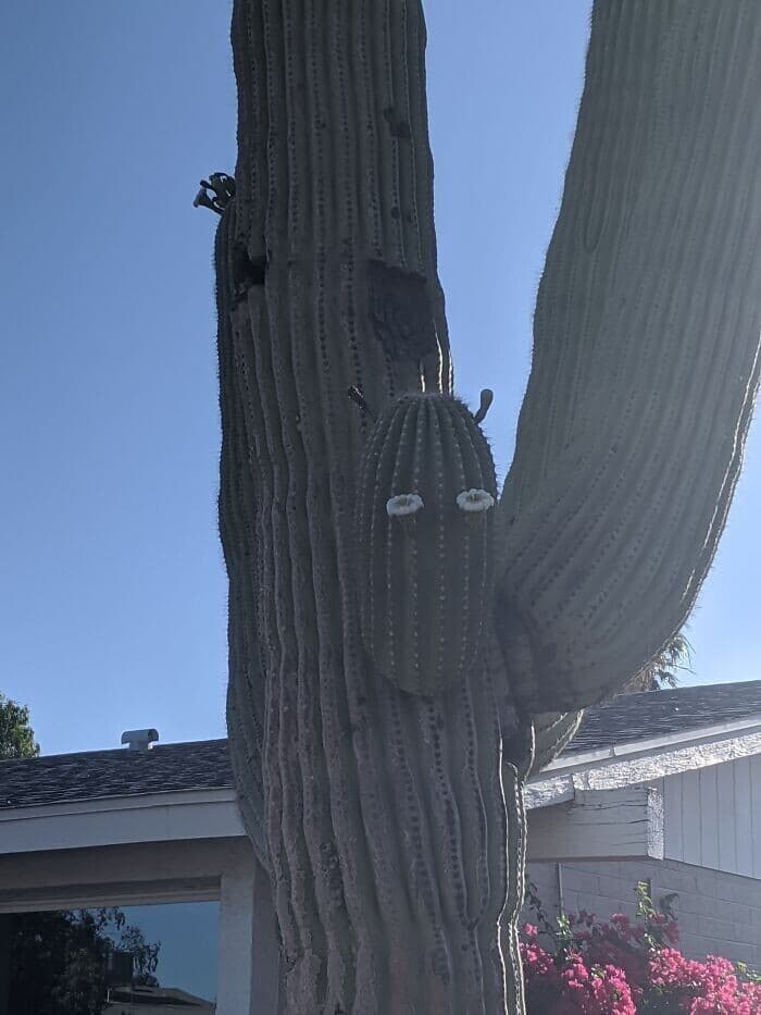 This Is Pareidolia (25 pics)