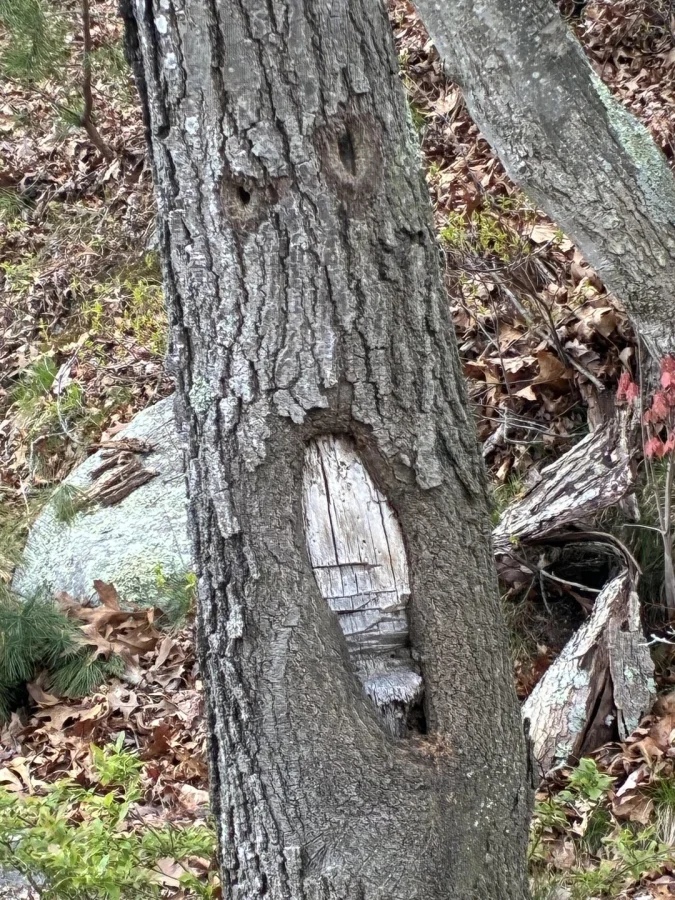 This Is Pareidolia (25 pics)