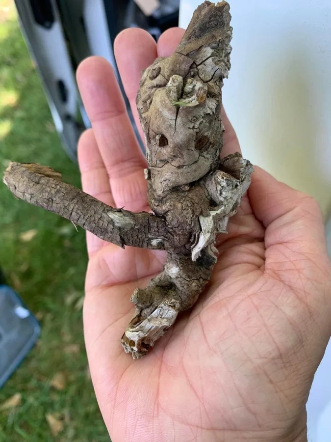 This Is Pareidolia (25 pics)