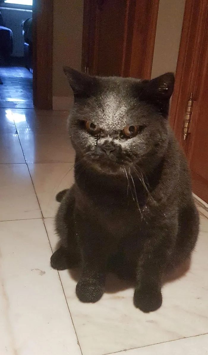 They Need Your Food (23 pics)