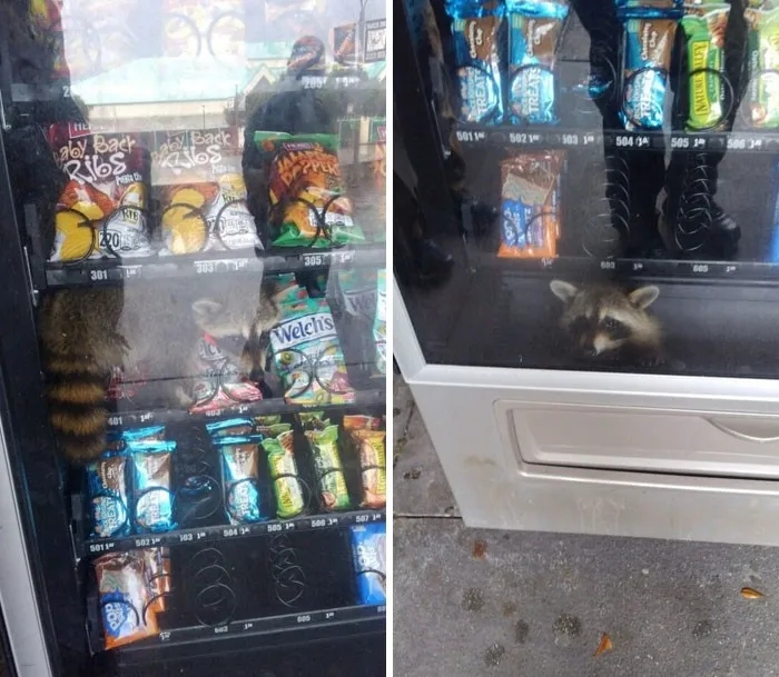 They Need Your Food (23 pics)