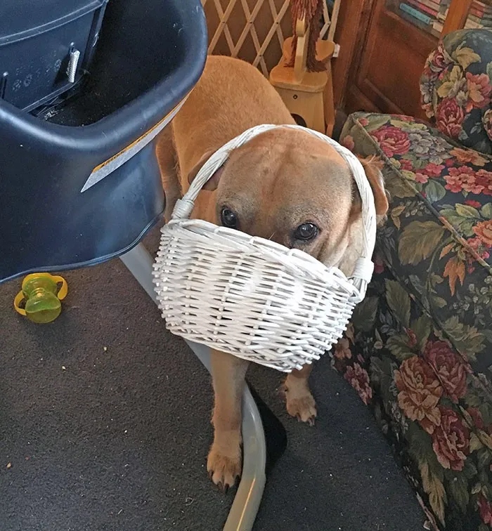 They Need Your Food (23 pics)