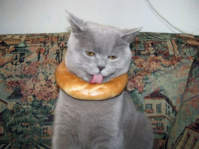 They Need Your Food (23 pics)