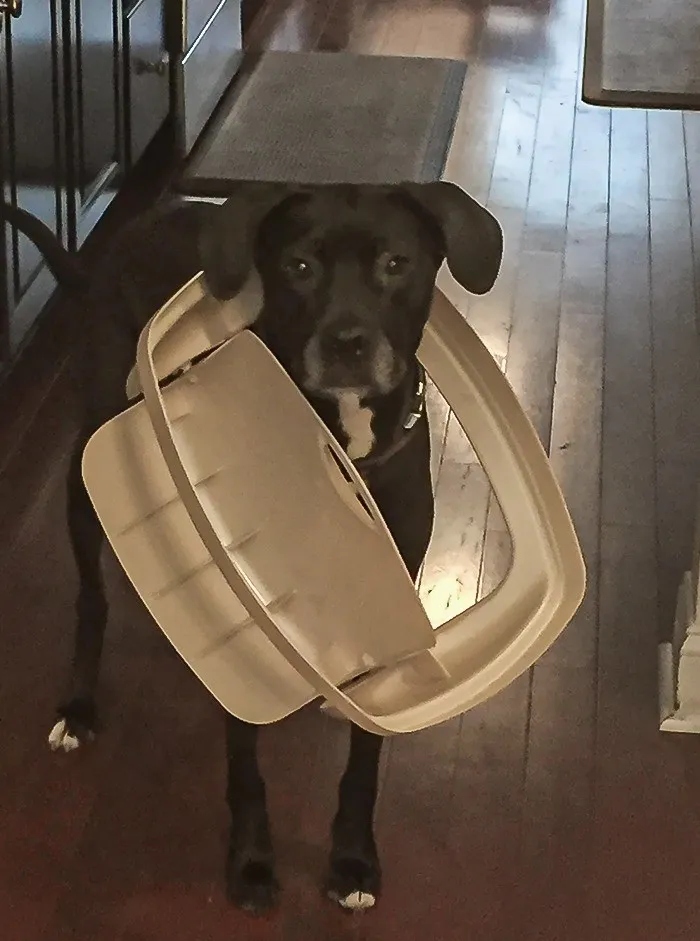 They Need Your Food (23 pics)