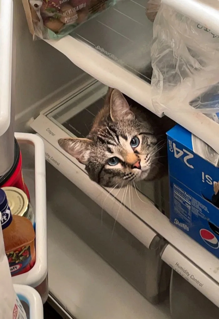 They Need Your Food (23 pics)