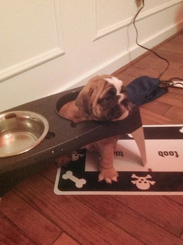 They Need Your Food (23 pics)