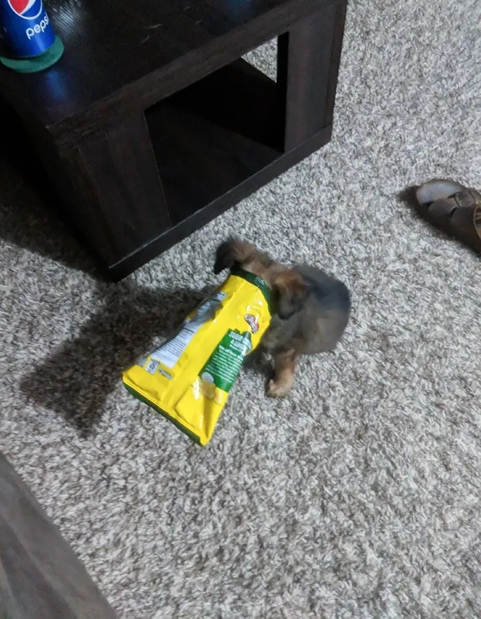 They Need Your Food (23 pics)