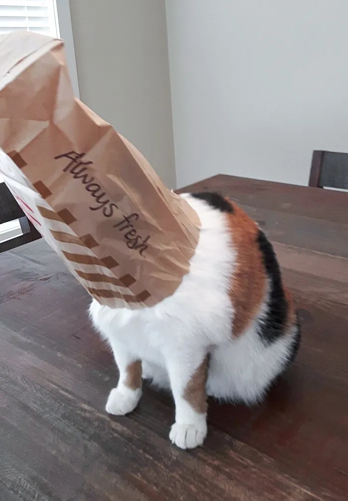 They Need Your Food (23 pics)