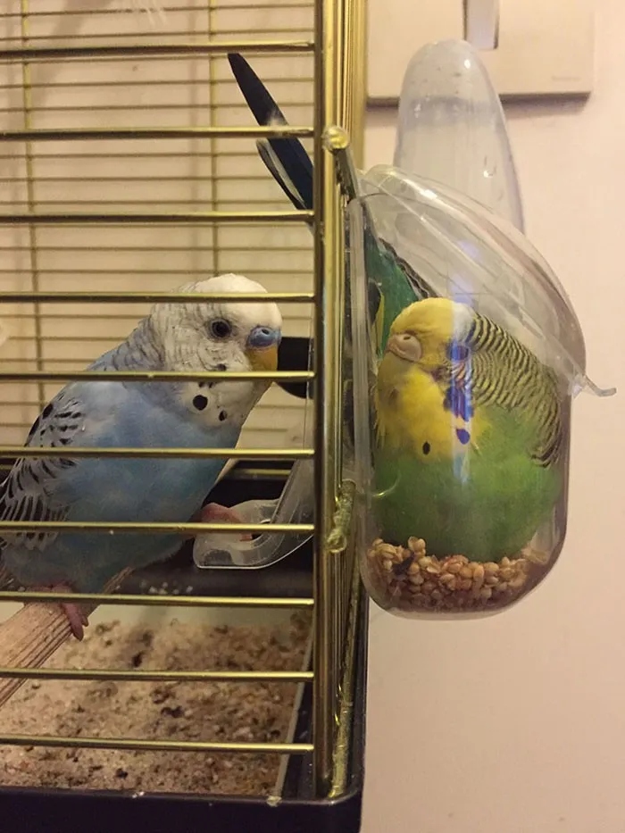 They Need Your Food (23 pics)