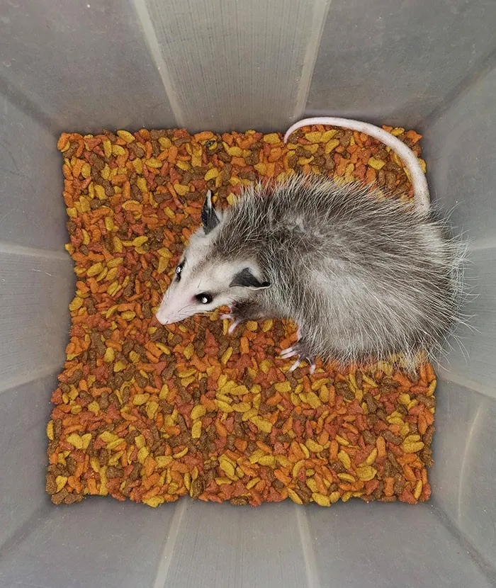 They Need Your Food (23 pics)