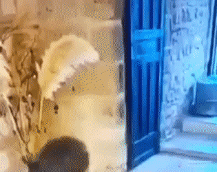 Acid GIFs, July 29 (25 gifs)