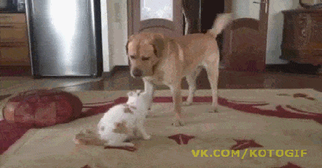 Acid GIFs, July 30 (25 gifs)