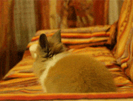 Acid GIFs, July 30 (25 gifs)
