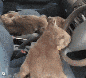 Acid GIFs, July 31 (25 gifs)