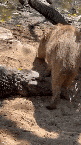 Acid GIFs, July 31 (25 gifs)