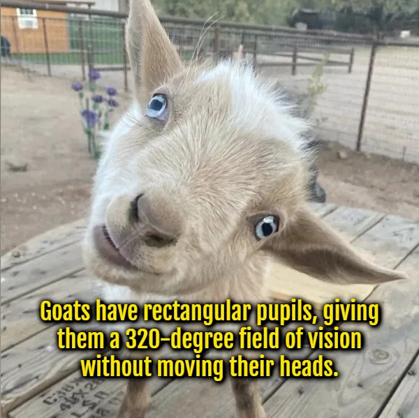 Interesting Facts (15 pics)