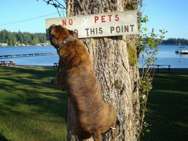 They Don't Care About The Rules (17 pics)