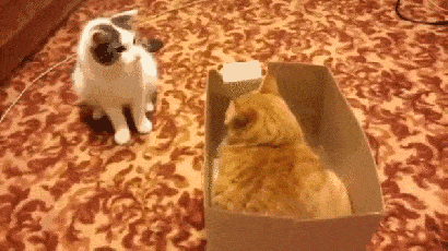 Acid GIFs, August 4 (25 gifs)