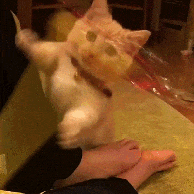 Acid GIFs, August 4 (25 gifs)