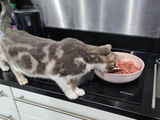 Culinary Failures (17 pics)