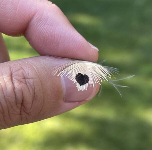 Perfect Matches (25 pics)