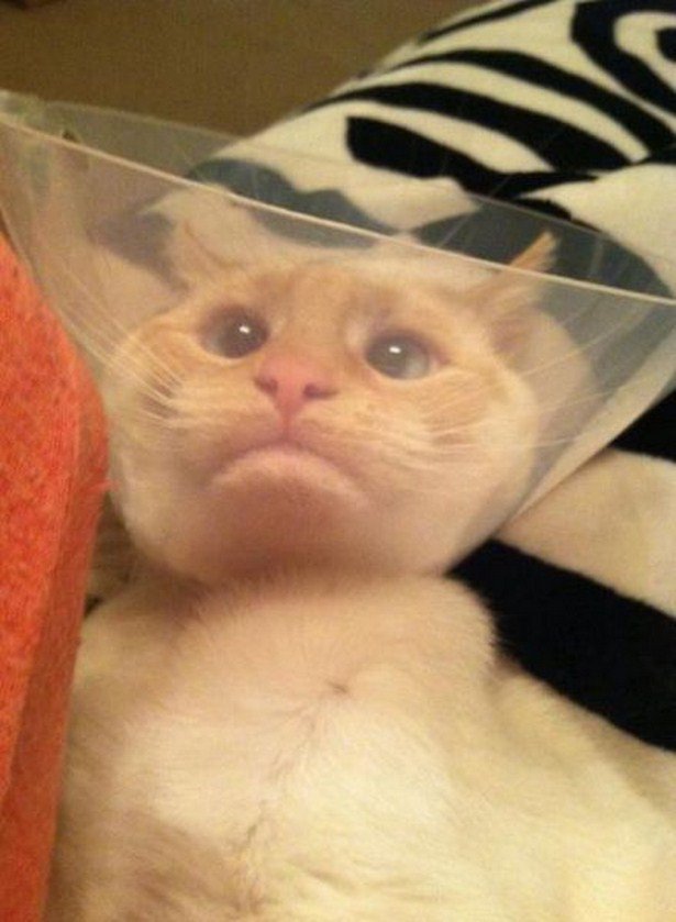 It's Annoying (19 pics)