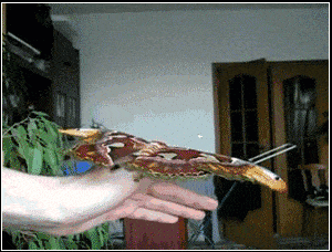 Acid GIFs, August 7 (25 gifs) Acid GIFs, August 7 (25 gifs)