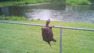 Acid GIFs, August 7 (25 gifs) Acid GIFs, August 7 (25 gifs)