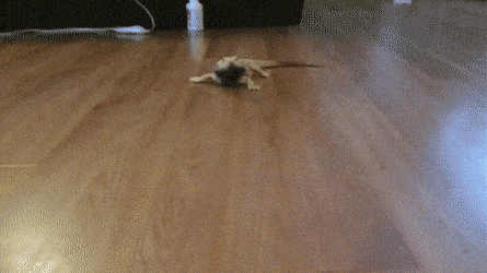 Acid GIFs, August 7 (25 gifs) Acid GIFs, August 7 (25 gifs)