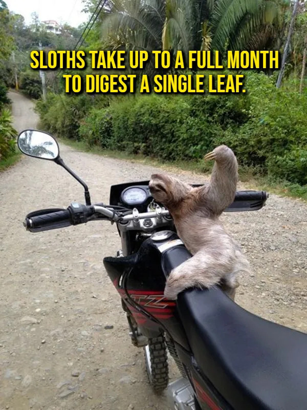 Interesting Facts (17 pics)