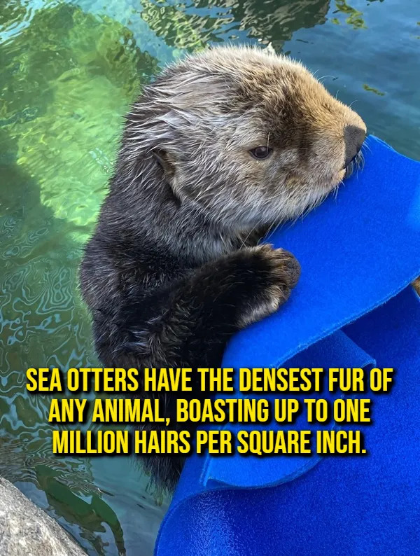 Interesting Facts (17 pics)
