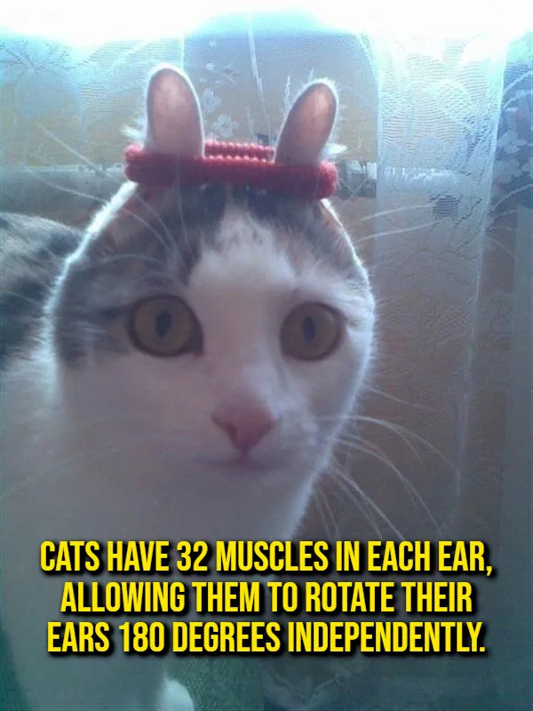 Interesting Facts (17 pics)