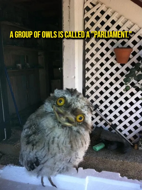 Interesting Facts (17 pics)
