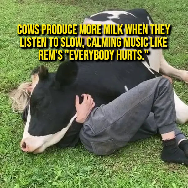 Interesting Facts (17 pics)