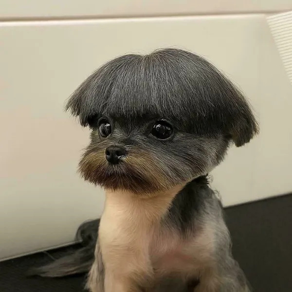 Awful Haircuts (27 pics) Awful Haircuts (27 pics)
