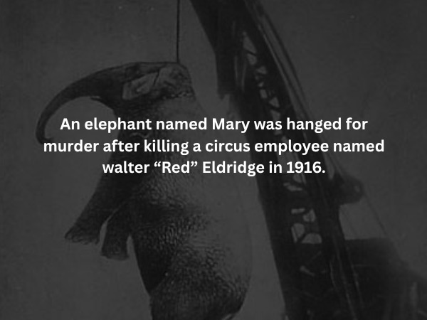 Creepy Facts (14 pics) Creepy Facts (14 pics)