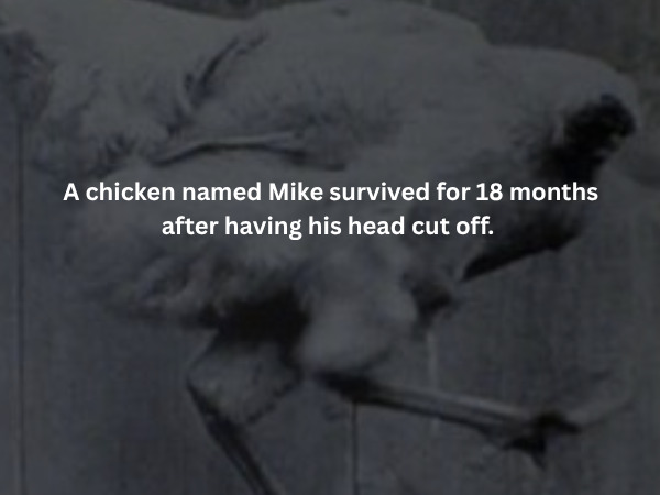 Creepy Facts (14 pics) Creepy Facts (14 pics)