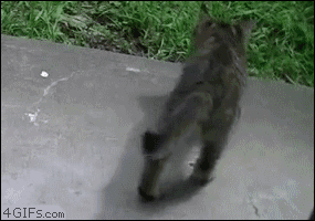 Acid GIFs, August 11 (25 gifs) Acid GIFs, August 11 (25 gifs)
