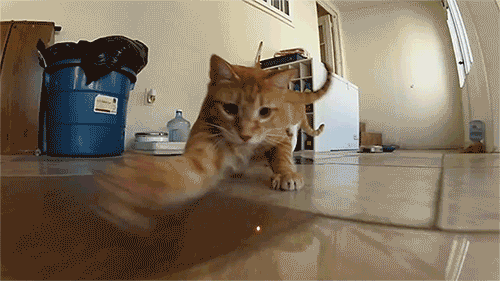 Acid GIFs, August 12 (25 gifs)