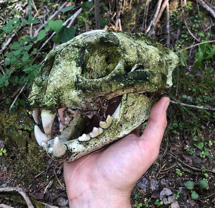 Unexpected Finds In The Woods (21 pics) Unexpected Finds In The Woods (21 pics)