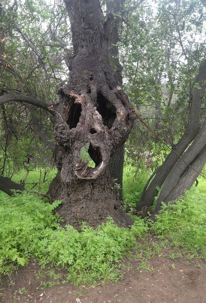 Unexpected Finds In The Woods (21 pics) Unexpected Finds In The Woods (21 pics)