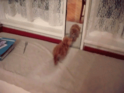 Acid GIFs, August 13 (25 gifs)