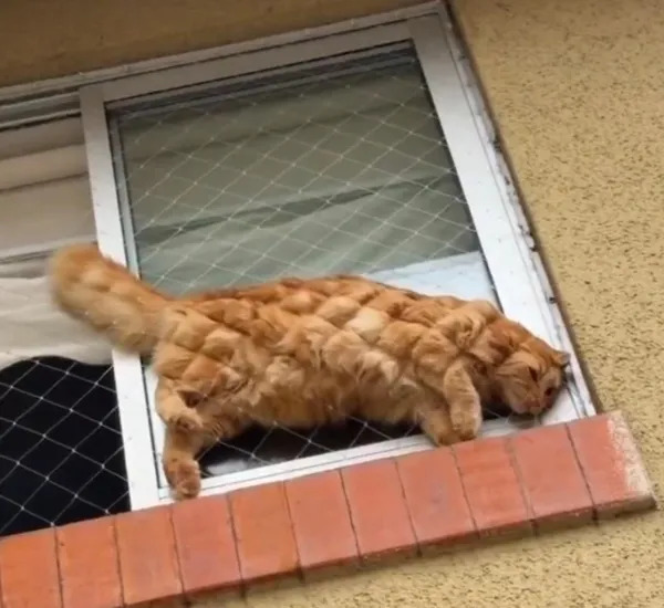 What Is Going On Here? (25 pics) What Is Going On Here? (25 pics)