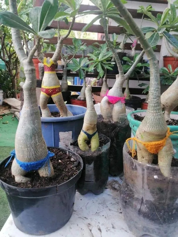 What Is Going On Here? (25 pics) What Is Going On Here? (25 pics)