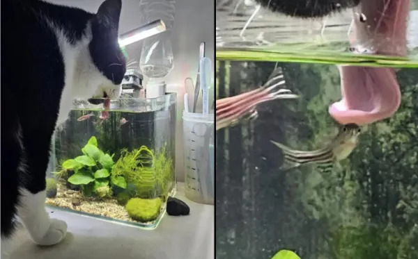 What Is Going On Here? (25 pics) What Is Going On Here? (25 pics)