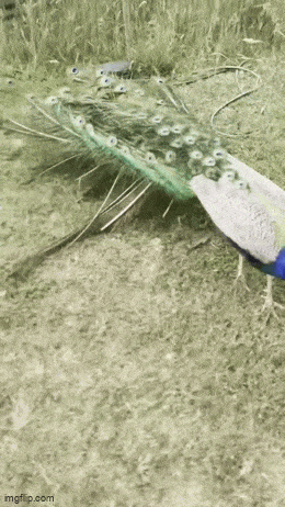 Acid GIFs, August 17 (25 gifs) Acid GIFs, August 17 (25 gifs)